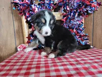 Hector, a male Bernese Mountain Dog for sale in Colorado Springs, CO – 3 of 10
