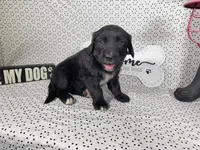 Buzz, a male Golden Mountain Dog for sale in Colorado Springs, CO – 4 of 6