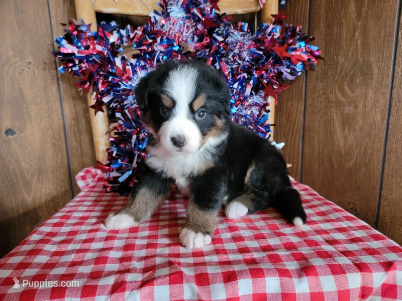 Helen – Bernese Mountain Dog puppy for sale in Colorado Springs, CO