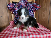 Helen, a female Bernese Mountain Dog for sale in Colorado Springs, CO – 1 of 10