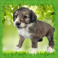 Mini Julia, a female Miniature Bernedoodle for sale in Colorado Springs, CO – 8 of 10