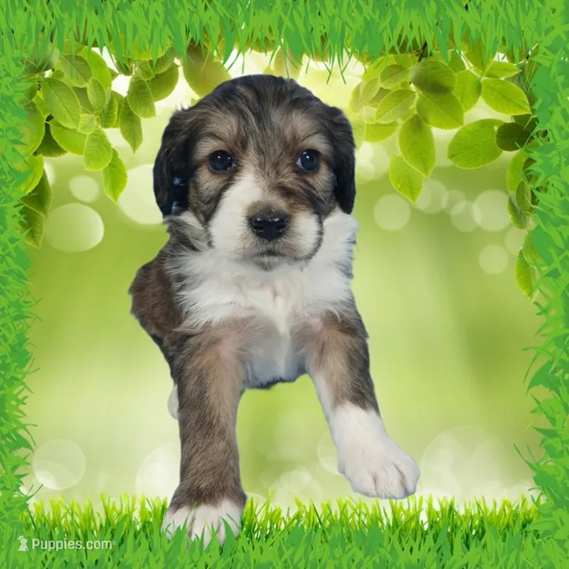 Mini Julia – Miniature Bernedoodle puppy for sale in Colorado Springs, CO