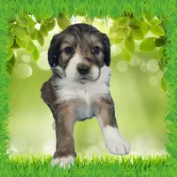 Mini Julia, a female Miniature Bernedoodle for sale in Colorado Springs, CO – 2 of 10