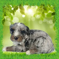 Mini Teddy, a male Miniature Bernedoodle for sale in Colorado Springs, CO – Photo 2 of 3