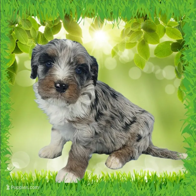 Mini Teddy – Miniature Bernedoodle puppy for sale in Colorado Springs, CO