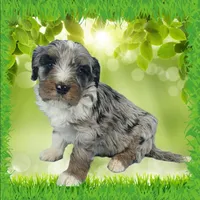 Mini Teddy, a male Miniature Bernedoodle for sale in Colorado Springs, CO – Photo 1 of 3