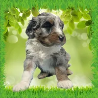 Mini Teddy, a male Miniature Bernedoodle for sale in Colorado Springs, CO – Photo 3 of 3