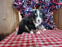 Hector, a male Bernese Mountain Dog for sale in Colorado Springs, CO – 2 of 10