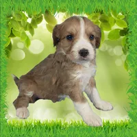 Mini Linda, a female Miniature Bernedoodle for sale in Colorado Springs, CO – 8 of 10