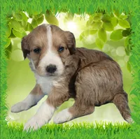 Mini Linda, a female Miniature Bernedoodle for sale in Colorado Springs, CO – 2 of 10