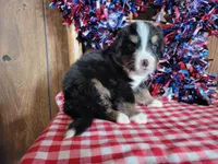 Hector, a male Bernese Mountain Dog for sale in Colorado Springs, CO – 5 of 10