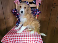 Mini Linda, a female Miniature Bernedoodle for sale in Colorado Springs, CO – 4 of 10