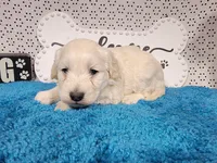 Batman, a male Poodle - Toy  and Miniature Goldendoodle for sale in Colorado Springs, CO – 3 of 10