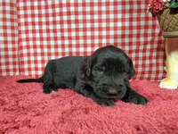 Jessie, a female Golden Mountain Dog for sale in Colorado Springs, CO – 4 of 10