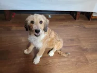 Mini Julia, a female Miniature Bernedoodle for sale in Colorado Springs, CO – 6 of 10