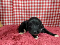 Trixie, a female Golden Mountain Dog for sale in Colorado Springs, CO – 9 of 10