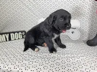 Buzz, a male Golden Mountain Dog for sale in Colorado Springs, CO – 5 of 6