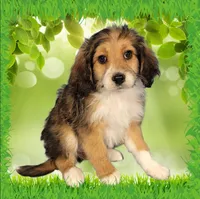 Mini Julia, a female Miniature Bernedoodle for sale in Colorado Springs, CO – 10 of 10