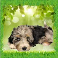 Mini Tina, a female Miniature Bernedoodle for sale in Colorado Springs, CO – 10 of 10