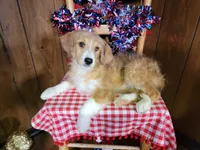 Mini Linda, a female Miniature Bernedoodle for sale in Colorado Springs, CO – 10 of 10