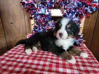 Helen, a female Bernese Mountain Dog for sale in Colorado Springs, CO – 2 of 10
