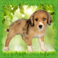 Mini Tammy, a female Miniature Bernedoodle for sale in Colorado Springs, CO – 9 of 10