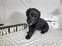 Hamm, a male Golden Mountain Dog for sale in Colorado Springs, CO – 8 of 10