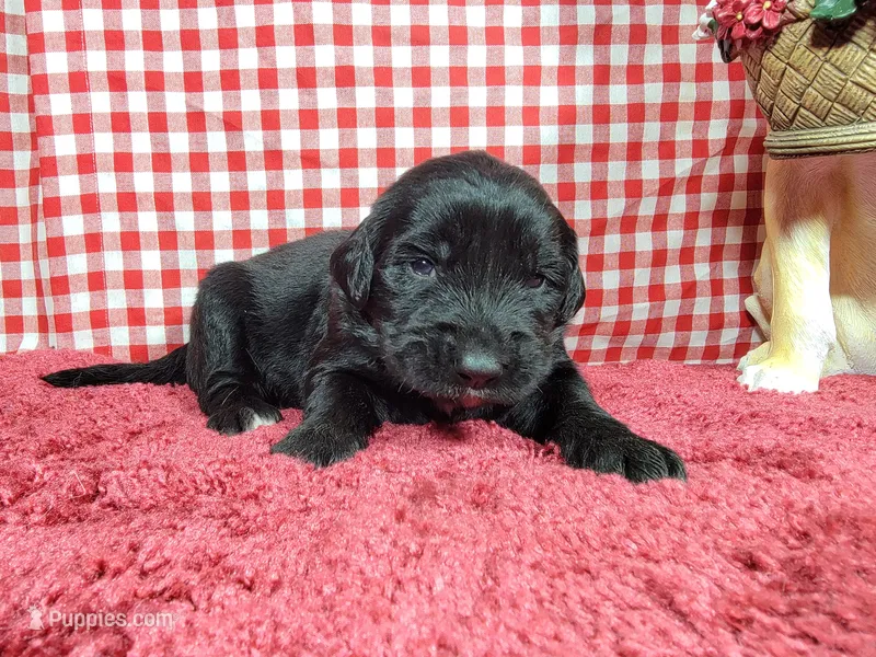 Jessie – Golden Mountain Dog puppy for sale in Colorado Springs, CO