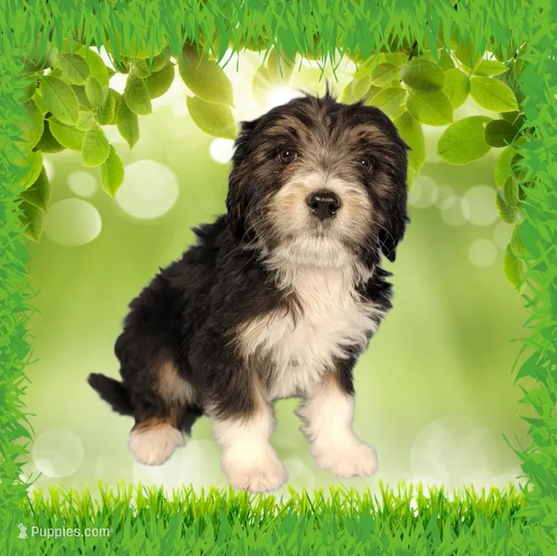 Mini Gene – Miniature Bernedoodle puppy for sale in Colorado Springs, CO