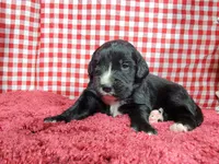 Bo Peep, a female Golden Mountain Dog for sale in Colorado Springs, CO – 9 of 10