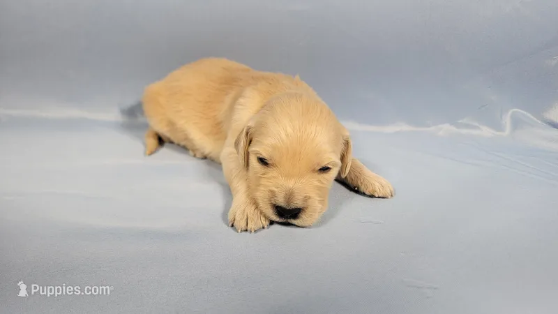 Sarah Connor  – Golden Retriever puppy for sale in Colorado Springs, CO