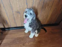 Mini Gene, a male Miniature Bernedoodle for sale in Colorado Springs, CO – 8 of 10