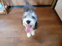 Mini Gene, a male Miniature Bernedoodle for sale in Colorado Springs, CO – 6 of 10