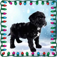 Scrooge, a male Bernedoodle for sale in Colorado Springs, CO – Photo 4 of 6