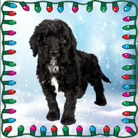 Scrooge, a male Bernedoodle for sale in Colorado Springs, CO – Photo 2 of 6