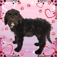 Scrooge, a male Bernedoodle for sale in Colorado Springs, CO – Photo 6 of 6