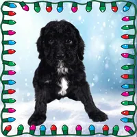 Scrooge, a male Bernedoodle for sale in Colorado Springs, CO – Photo 3 of 6