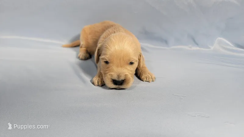 Trinity – Golden Retriever puppy for sale in Colorado Springs, CO