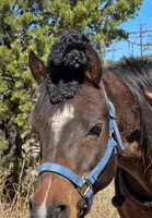 Skittles, a female Poodle - Toy  and Miniature Bernedoodle for sale in Colorado Springs, CO – Photo 4 of 10