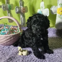 Skittles, a female Poodle - Toy  and Miniature Bernedoodle for sale in Colorado Springs, CO – Photo 8 of 10