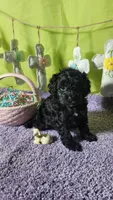 Skittles, a female Poodle - Toy  and Miniature Bernedoodle for sale in Colorado Springs, CO – Photo 2 of 5