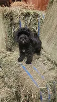Skittles, a female Poodle - Toy  and Miniature Bernedoodle for sale in Colorado Springs, CO – Photo 3 of 10