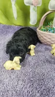 Skittles, a female Poodle - Toy  and Miniature Bernedoodle for sale in Colorado Springs, CO – Photo 3 of 5