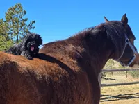 Skittles, a female Poodle - Toy  and Miniature Bernedoodle for sale in Colorado Springs, CO – Photo 2 of 10