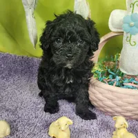 Skittles, a female Poodle - Toy  and Miniature Bernedoodle for sale in Colorado Springs, CO – Photo 7 of 10