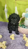 Skittles, a female Poodle - Toy  and Miniature Bernedoodle for sale in Colorado Springs, CO – Photo 1 of 5