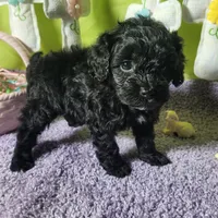 Skittles, a female Poodle - Toy  and Miniature Bernedoodle for sale in Colorado Springs, CO – Photo 9 of 10