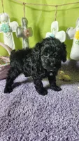 Skittles, a female Poodle - Toy  and Miniature Bernedoodle for sale in Colorado Springs, CO – Photo 4 of 5