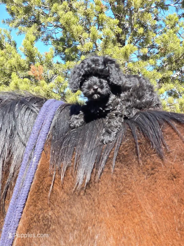 Skittles – Poodle - Toy , Miniature Bernedoodle puppy for sale in Colorado Springs, CO