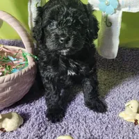 Skittles, a female Poodle - Toy  and Miniature Bernedoodle for sale in Colorado Springs, CO – Photo 10 of 10